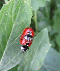Coccinella septempunctata