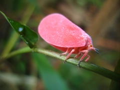 Flatida rosea