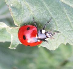Coccinella septempunctata