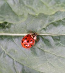 Harmonia axyridis