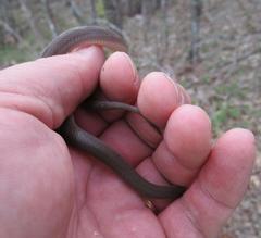 Haldea striatula