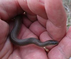 Haldea striatula