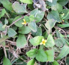 Calyptocarpus vialis