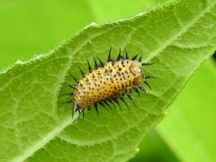 Chelymorpha cassidea