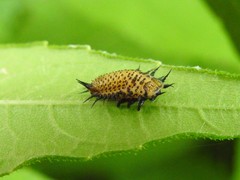 Chelymorpha cassidea