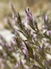 Chloropyron tecopense