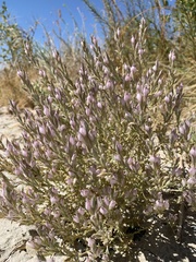 Chloropyron tecopense