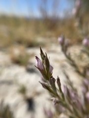 Chloropyron tecopense