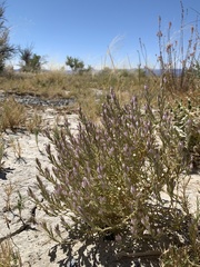 Chloropyron tecopense