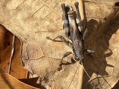 Melanoplus walshii