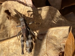 Melanoplus walshii