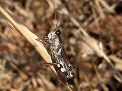 Melanoplus walshii