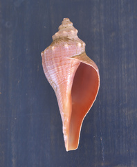 Hemifusus tuba