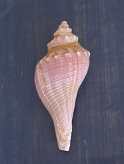 Hemifusus tuba