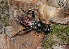 Xylota bicolor