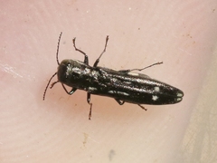 Agrilus obsoletoguttatus