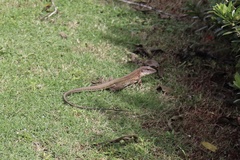 Ameiva