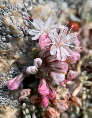 Eriogonum wrightii olanchense