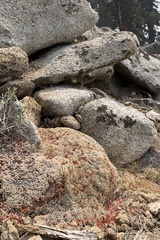 Eriogonum wrightii olanchense