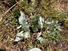 Asclepias californica