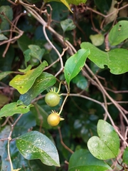 Lycianthes lenta