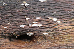 Propolis farinosa