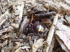 Ammatomus