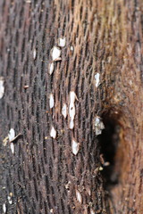Propolis farinosa