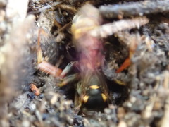 Ammatomus
