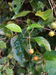 Lycianthes lenta