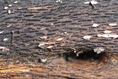 Propolis farinosa
