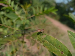 Pseudagrion rubriceps