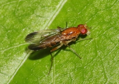 Clusia lateralis
