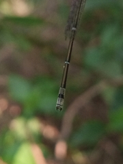Pseudagrion rubriceps