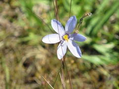 Calydorea charruana