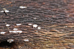 Propolis farinosa