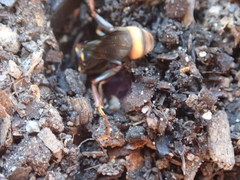 Ammatomus