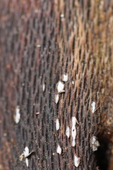Propolis farinosa