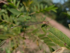 Pseudagrion rubriceps