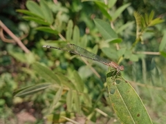 Pseudagrion rubriceps