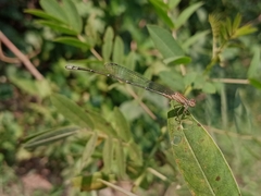 Pseudagrion rubriceps
