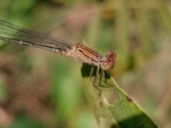 Pseudagrion rubriceps