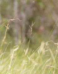 Austrostipa muelleri