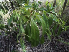 Pittosporum ferrugineum