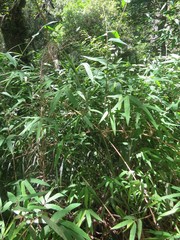 Chusquea ramosissima