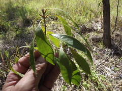 Pittosporum ferrugineum