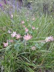 Trifolium fucatum