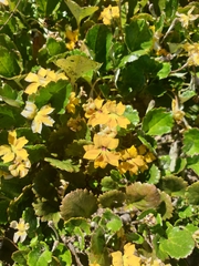 Goodenia hederacea alpestris