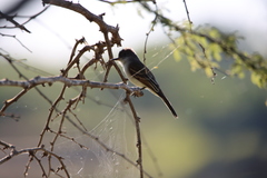 Myiarchus antillarum