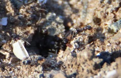 Dorymyrmex antillanus